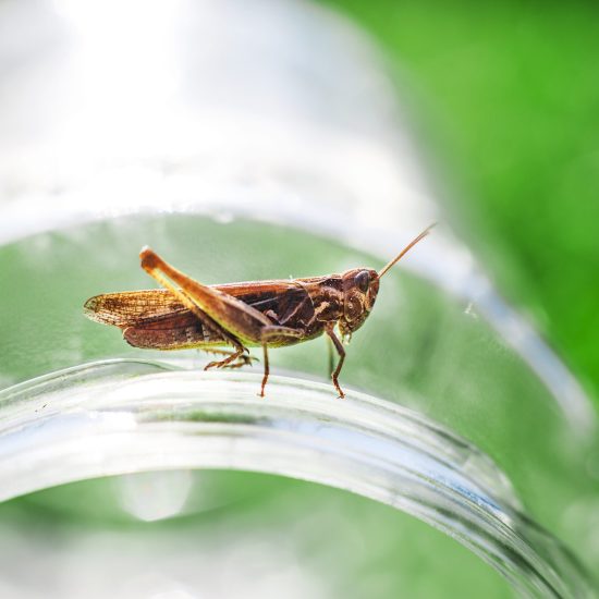 a grasshopper on a green grass background close. a grasshopper sits on a glass jar .